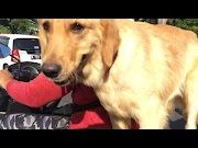 Terbaru Unik Anjing naik motor di bali, terhot!