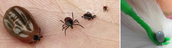 Les Parasites Externes Du Chat Puces Tiques Etc Mamaw Fr