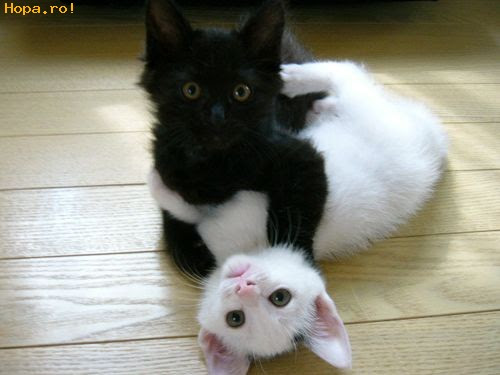 Ying Yang Poze Haioase Animale Hopa Ro