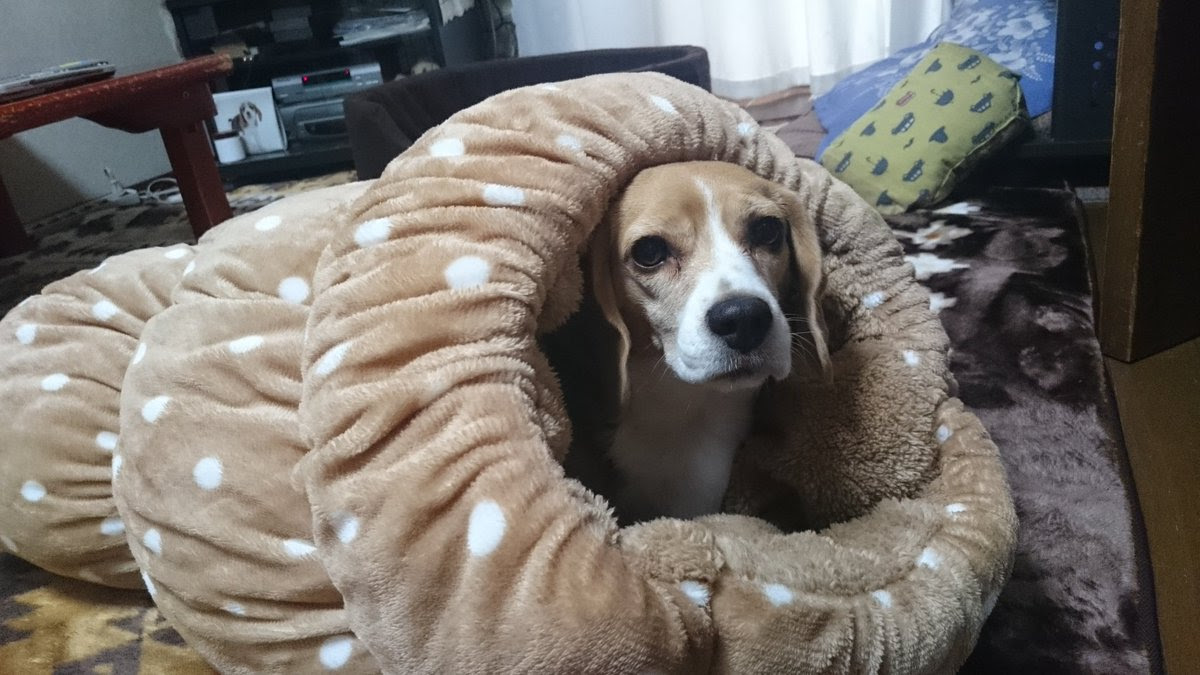 犬たちをダメにするしまむらのロールクッションが想像以上にヤバい しまむらホイホイ Fundo