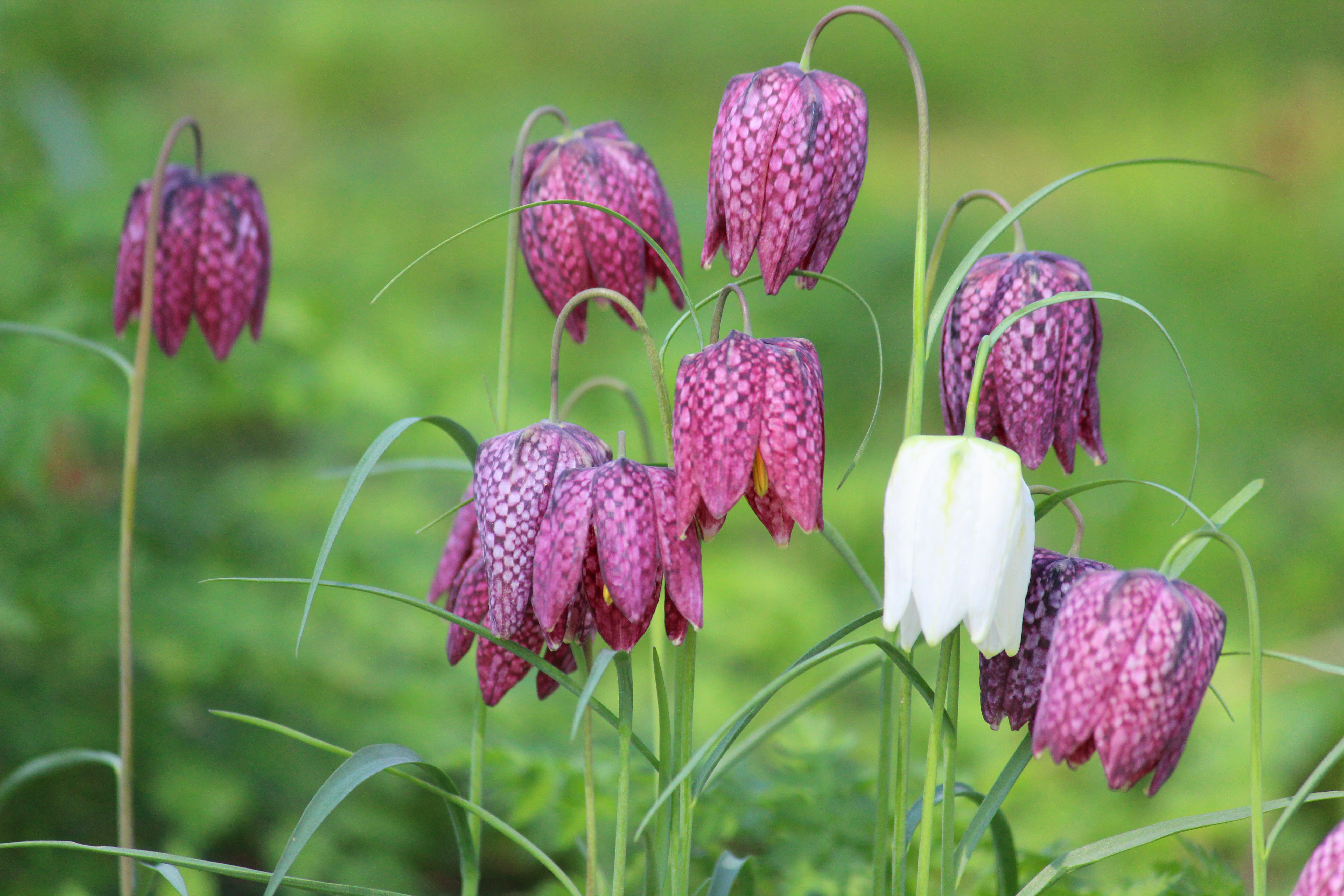 Spring Has Sprung And Here Are The Pretty Flowers You Will ...
