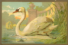 cygne