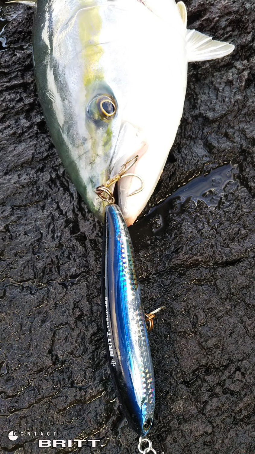 釣果報告 長崎県 ヤズ ブリ 18 12