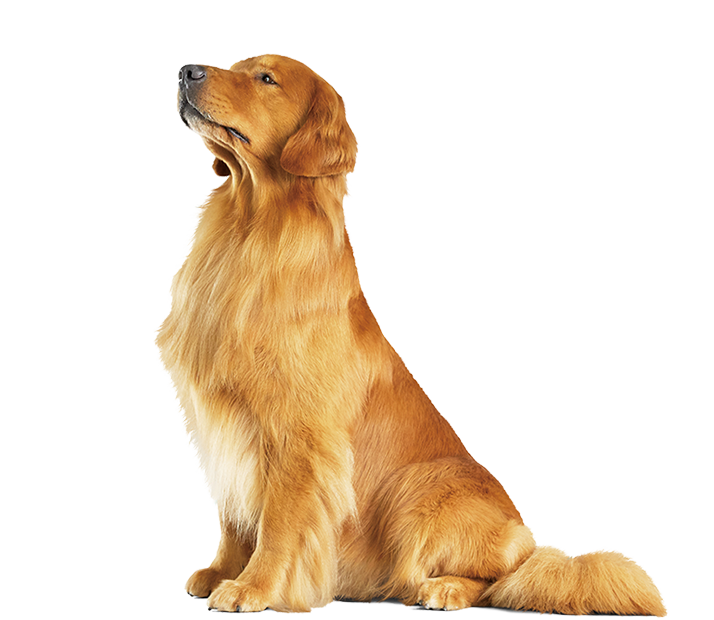 ゴールデンレトリーバー 犬種別に選ぶ 高品質 高機能 ドッグフード プロマネージ