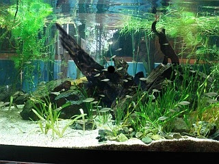 雑魚の水辺 魚の投入と飼育