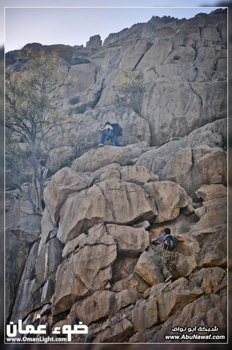 صور : جني محصول الزعتر من جبال الرستاق