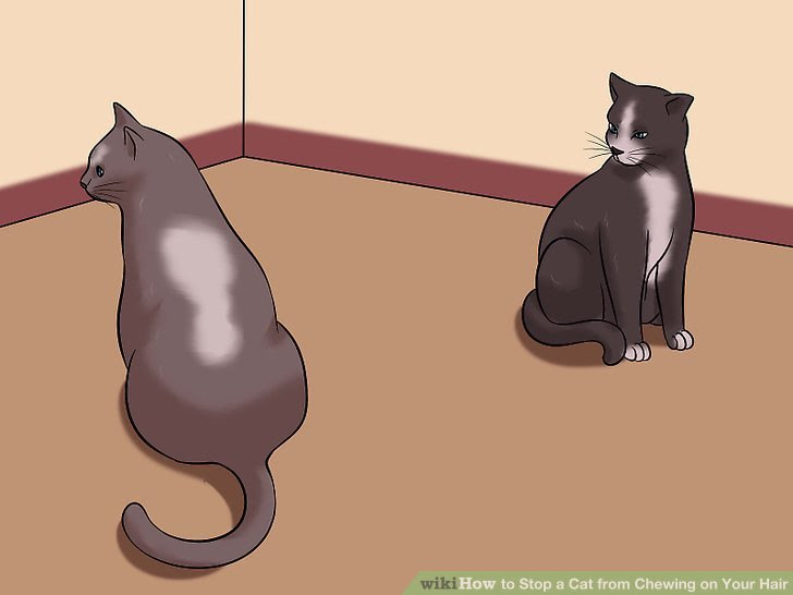Stop a Cat from Chewing on Your Hair Step 2 Version 2.jpg