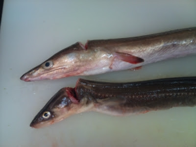 ウナギ目 割烹すし処 西尾