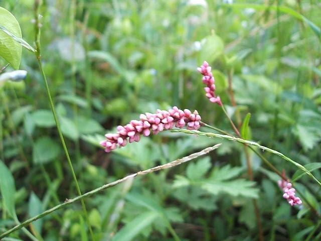 田んぼ 除草の手伝い まりふのひと