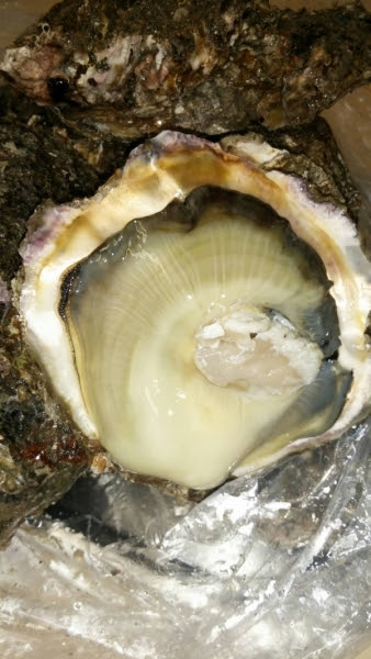 たか美 とある日の仕入れ情報 徳島産岩ガキ