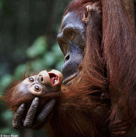Cute animals