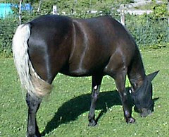 Grazing
