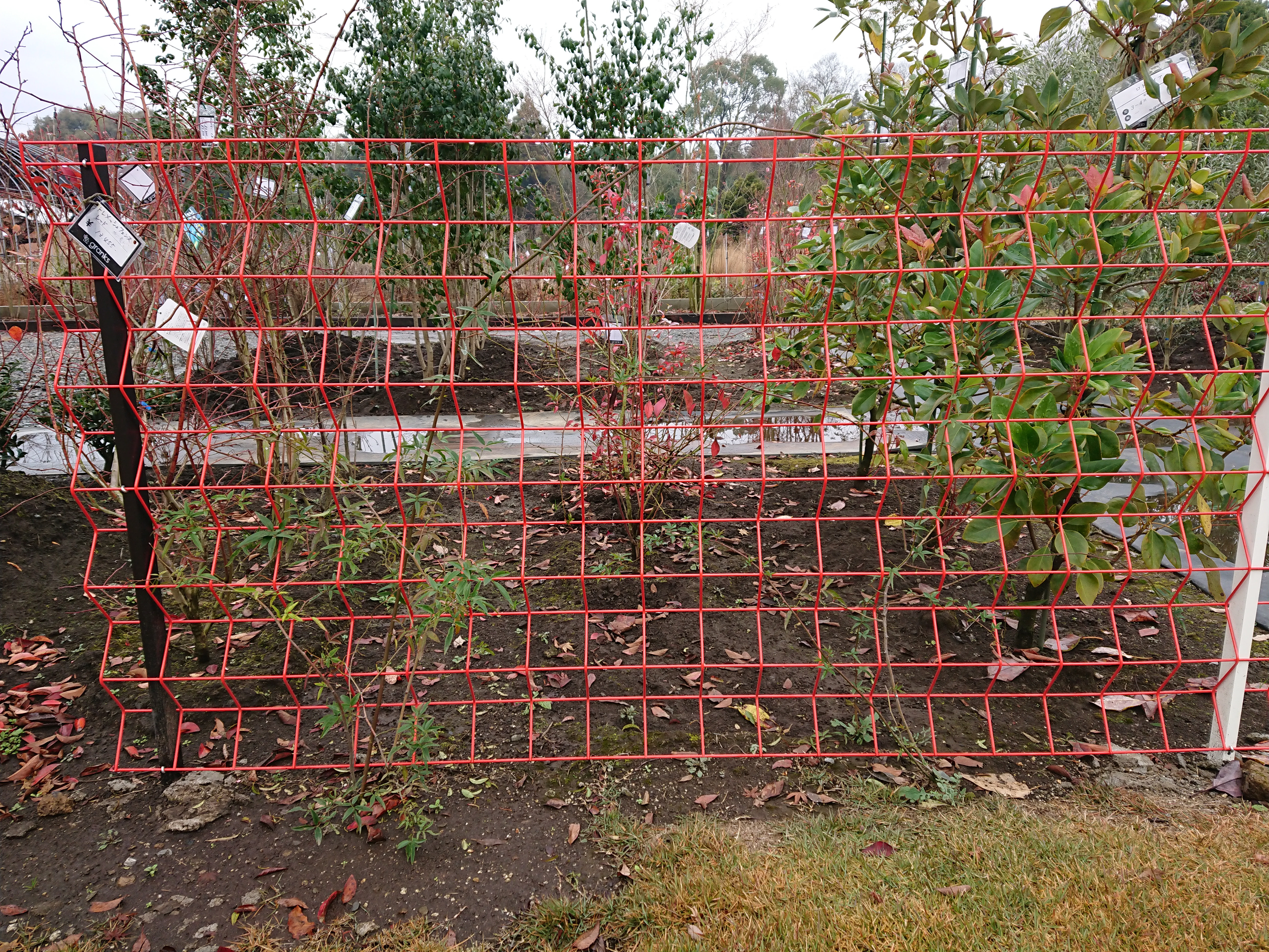 つる植物とは その性質を活かした利用方法 熊本のエクステリア 外構工事 ガーデニング 造園 庭 Granks