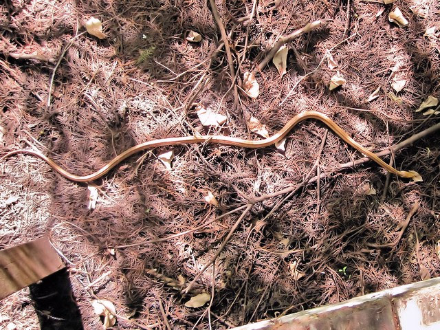 Yellow Rat Snake 20130310