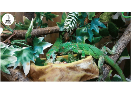 グリーンイグアナの幼体と成体比較 飼育方法など Zootime Part 2