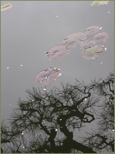 19 dragon branch universe