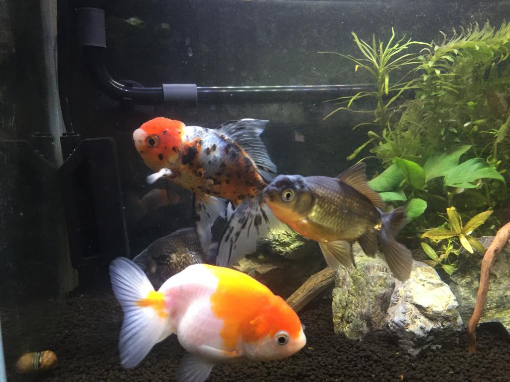 金魚にはタブーだけどソイル 水草やってしまった アクアルバム