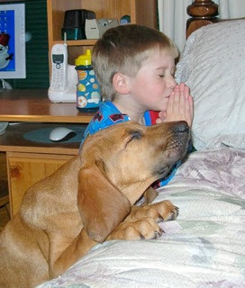 smart dogs