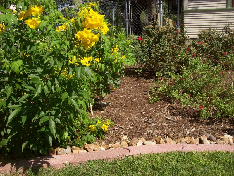 Seasonal Landscaping & Lawn Maintenance