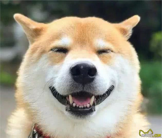 柴犬最全性格分析 看看你适合养柴犬吗 狗狗读世界 萌狗网