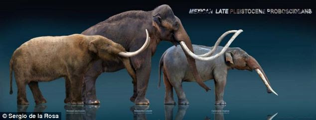 These sculptures, made by Mexican artist Sergio de la Rosa, show three elephant ancestors: (from left to right) the mastodon, the mammoth and the gomphothere. Archaeologists have discovered artifacts of the prehistoric Clovis culture mingled with the bones of two gomphotheres ¿ an ancient ancestor of the elephant ¿ at an archaeological site in northwestern Mexico.
