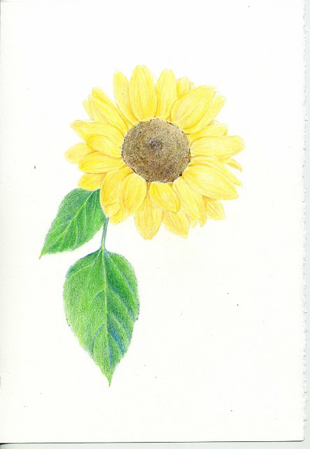 Beltaのcolored Pencil Gallery 色鉛筆ギャラリー Sunflower ひまわり 4 完成 Drawing Process