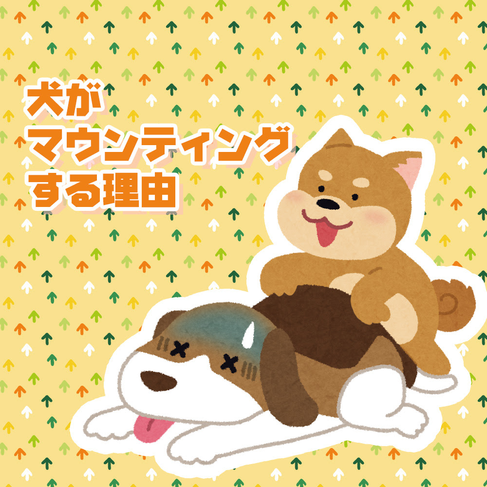 交尾じゃないよ 犬がマウンティングする理由