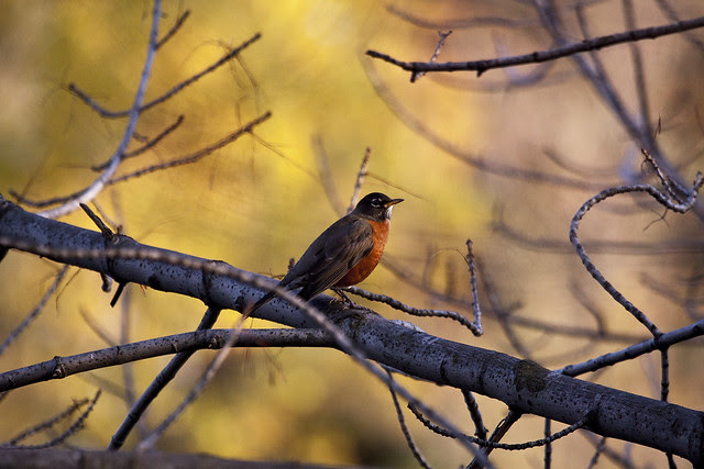 Robin3