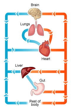 Circulatory System Diagram | New Health Advisor