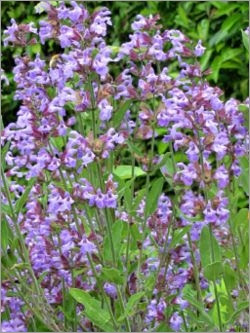 Salvia officinalis L � Common