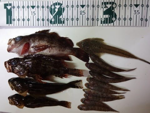 Fishcom Fimo 宇佐美港 家族で堤防 餌釣り 静岡県 伊東市