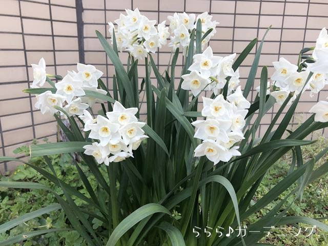 水仙 スイセン の花が咲かなくなる理由と対策 ららら ガーデニング