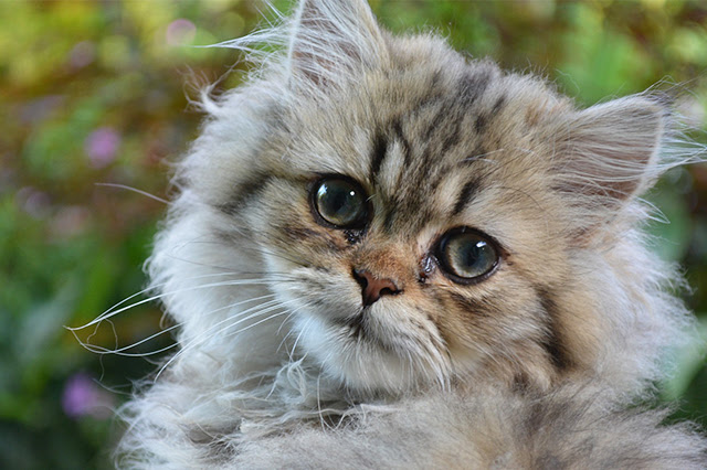 猫の目やにの取り方を徹底解説 気をつけたい目やにの状態や注意点について