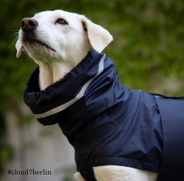 Deni S Store犬がいる生活