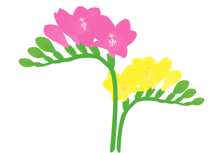 フリージアの花 かわいい無料のフリーイラスト素材集