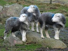 Herdwick