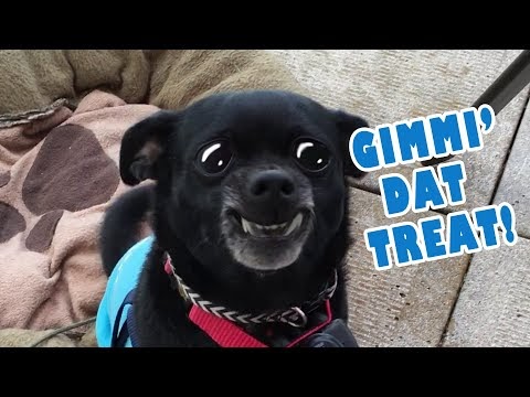 Puppy Dog Smiles For Treats - Try Not To Smile I Dare You