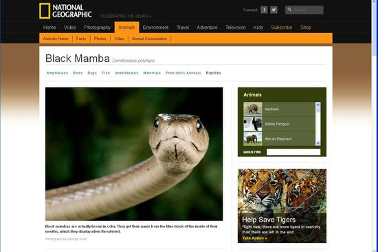 Mamba