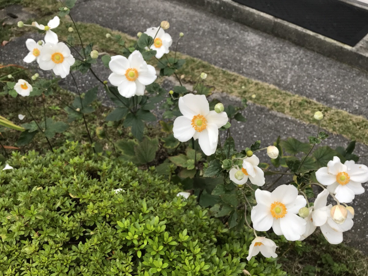 シュウメイギクを地植えで育てる栽培のポイント Hanana Tree