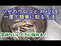 画像をダウンロード うろこ 取り 方 284973-鮎 うろこ 取り 方