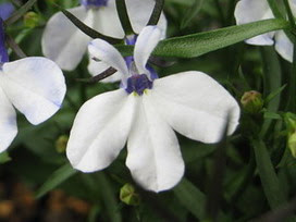 ロベリア 白 の花言葉 ロベリア 白 の花言葉と名前の由来