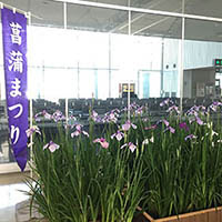 宮地嶽神社 菖蒲まつり ｐｒ展示 北九州空港