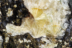 erionite