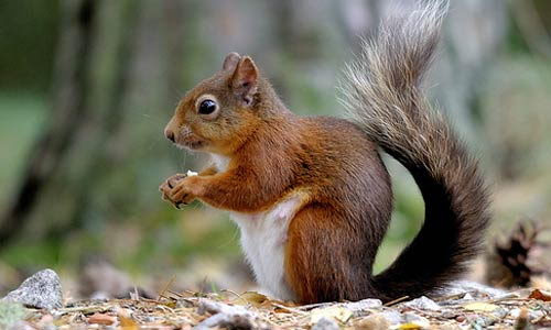 Red Squirrel Facts  Red Squirrel Habitat  Diet