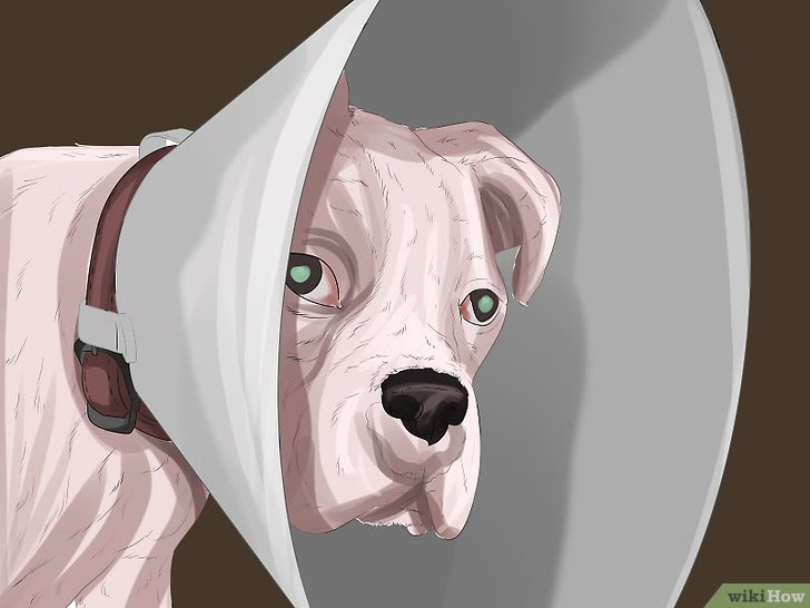 Treat Dog Eye Infection Step 7.jpg