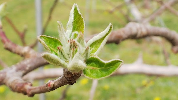 やわらぎファーム ブルーベリー りんご狩り農園 りんごの花芽