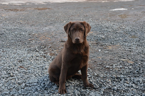 Doindogs Dew at 5 months