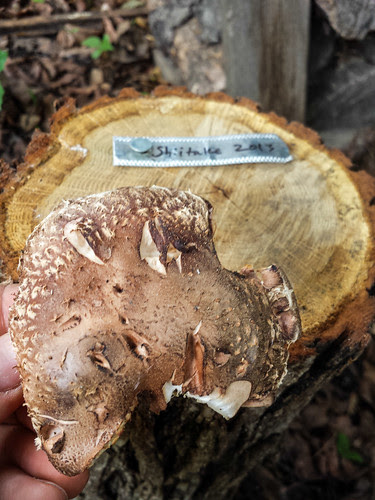 Our first Shiitake mushroom