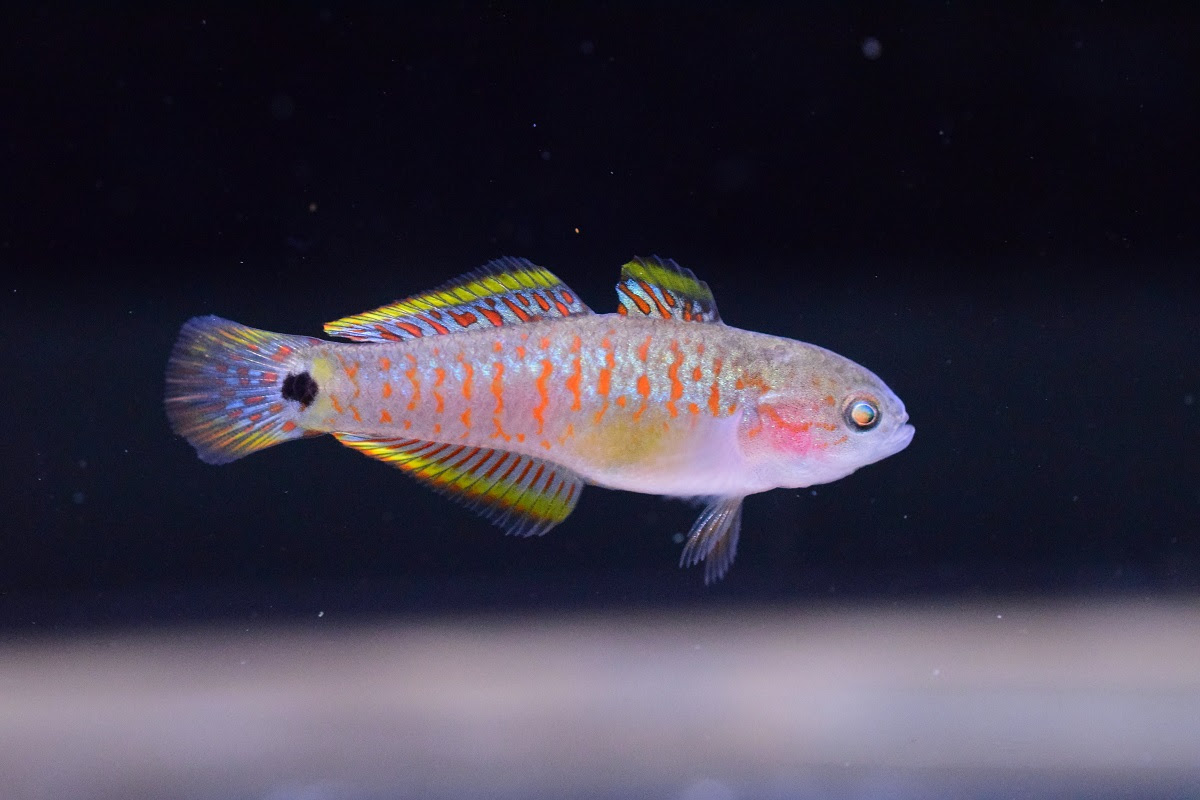 ハゼ 静岡市の熱帯魚専門店 大型魚 古代魚 珍魚 World Rivers
