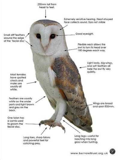 Barn Owl Facts For Kids